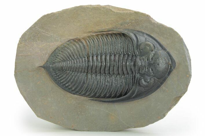 Beautiful Zlichovaspis Trilobite - Top % Specimen #222237